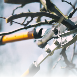 [Ref.036] Poda d’arbres amb Tomàs Llop (31/01/2026)