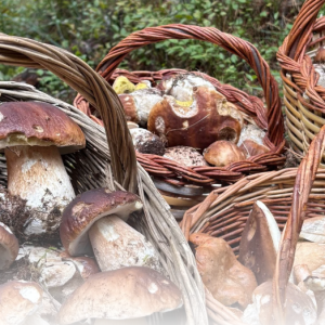 [Ref.030] Reconeixment de bolets amb Marc Casabosch (08/11/2025)